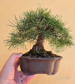 Bonsai pino silvestre