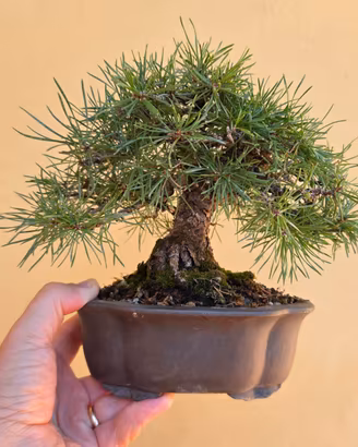 Bonsai pino silvestre