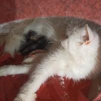 Angora turco