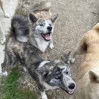 Cucciole femminucce di Akita Inu con pedigree enci