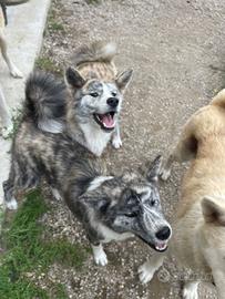 Cucciole femminucce di Akita Inu con pedigree enci