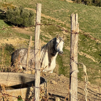 Cavalla