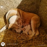 Pastore dell'Asia centrale