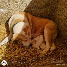 Pastore dell'Asia centrale