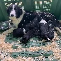 Cuccioli border collie