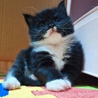 Cuccioli Maine Coon con Pedigree