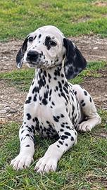 Cucciolo dalmata