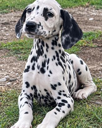 Cucciolo dalmata