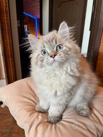 Gattina Persiano