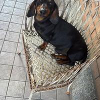 Bassotto maschio 5 anni