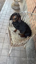 Bassotto maschio 5 anni