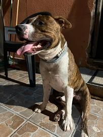 American Staffordshire Terrier