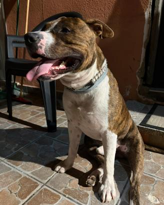 American Staffordshire Terrier