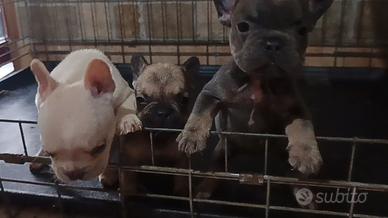 cuccioli di bulldog francese 