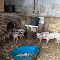 Maialini incrocio Pietrain/large white