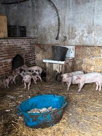 Maialini incrocio Pietrain/large white