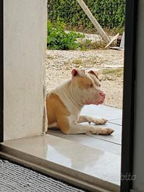Pitbull 12 messi occhi azzurri struttura fan