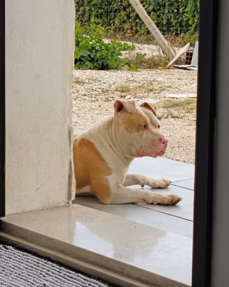 Pitbull 12 messi occhi azzurri struttura fan