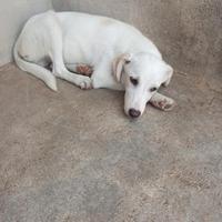 Due tristi cuccioli taglia piccola in adozione