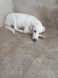 Due tristi cuccioli taglia piccola in adozione