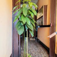 piante di avocado