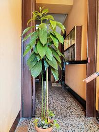 piante di avocado