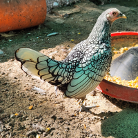 Coppia polli sebright argento