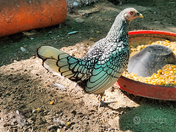 Coppia polli sebright argento