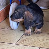Cuccioli di BASSOTTO TEDESCO a pelo duro