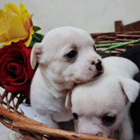Cuccioli di Chihuahua con ciclo di vaccinazioni