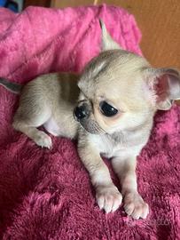 Micro Chihuahua SUPER SUPER TOY da adulto 1 kilo