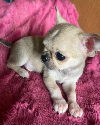 Micro Chihuahua SUPER SUPER TOY da adulto 1 kilo