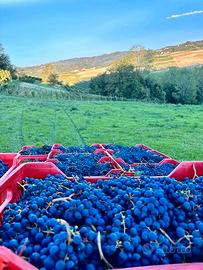 Uva Dolcetto di Dogliani 