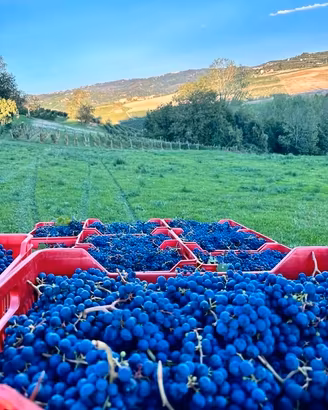 Uva Dolcetto di Dogliani 