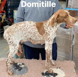 Bracco francese tipo pirenei