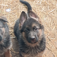 Disponibili cuccioli pastore tedesco