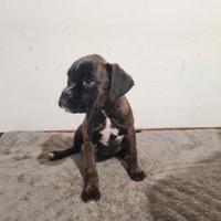 Cuccioli Boxer
