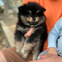 Cucciolo volpino di pomerania nano