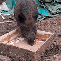 Cinghiale