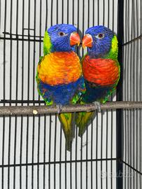 Lory arcobaleno