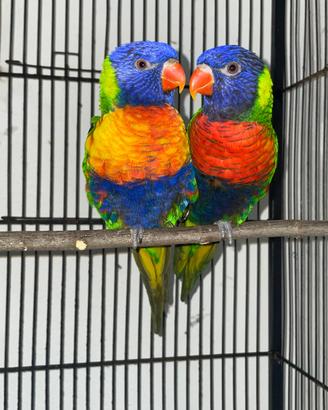 Lory arcobaleno