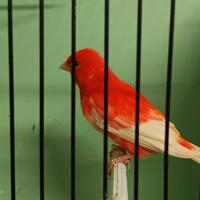 Canarino maschio rosso Ala bianca