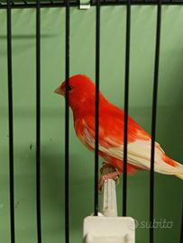 Canarino maschio rosso Ala bianca