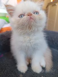 Gatti Persiani exotic shorthair