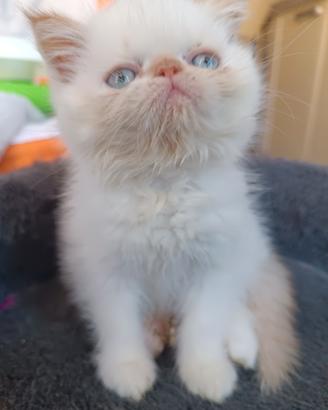 Gatti Persiani exotic shorthair