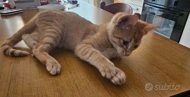 Gattino 2 mesi incrocio norvegese