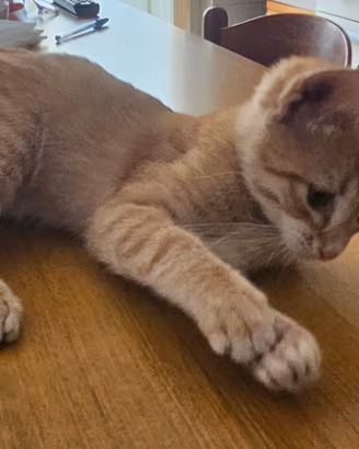 Gattino 2 mesi incrocio norvegese