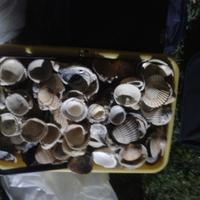 Conchiglie di mare vario tipo 16 kg