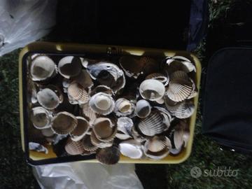 Conchiglie di mare vario tipo 16 kg