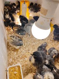 Galline ornamentali